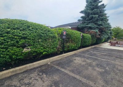Quality Yard Maintenance